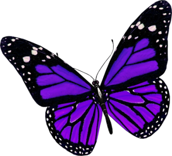 紫色蝴蝶 - PNG派
