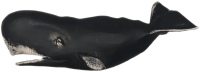 抹香鲸 - PNG派