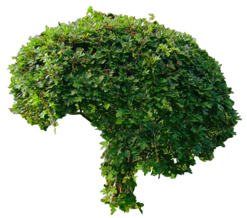 灌木植物 - PNG派