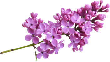 紫丁香 - PNG派