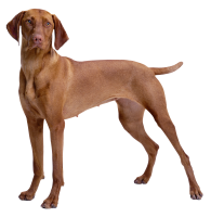威斯拉犬 - PNG派