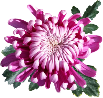 菊花、粉红色的花 - PNG派