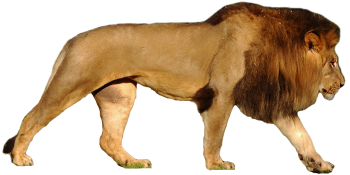 狮子 - PNG派