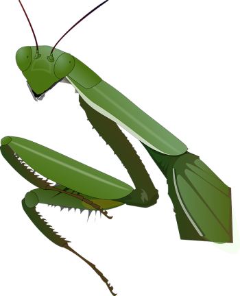 螳螂 - PNG派