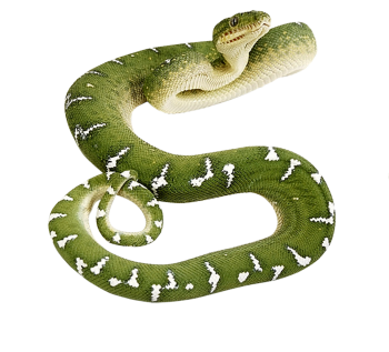 绿色的蛇 - PNG派
