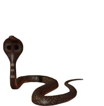 眼镜蛇 - PNG派