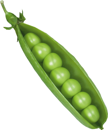 豌豆 - PNG派