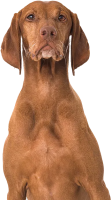 威斯拉犬 - PNG派