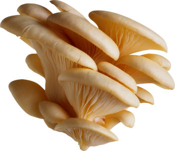 白蘑菇 - PNG派