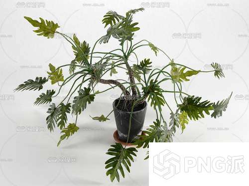 时尚绿植盆景3D模型 - PNG派