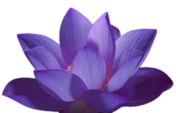 紫色莲花、荷花 - PNG派