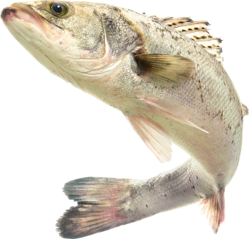 海鲈鱼 - PNG派