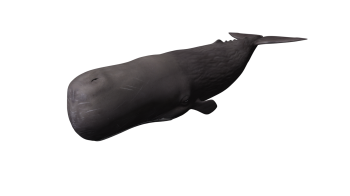 鲸鱼 - PNG派