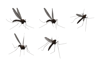 蚊子 - PNG派