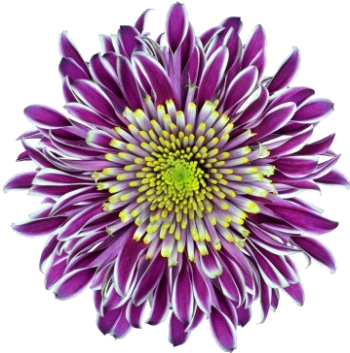 紫色菊花 - PNG派