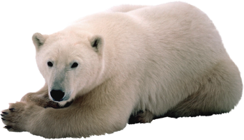 捂脸的北极熊 - PNG派