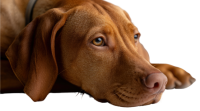 威斯拉犬 - PNG派
