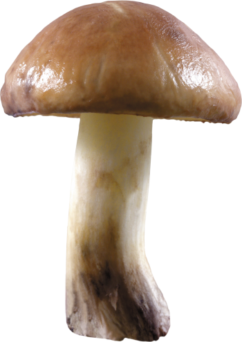 蘑菇 - PNG派