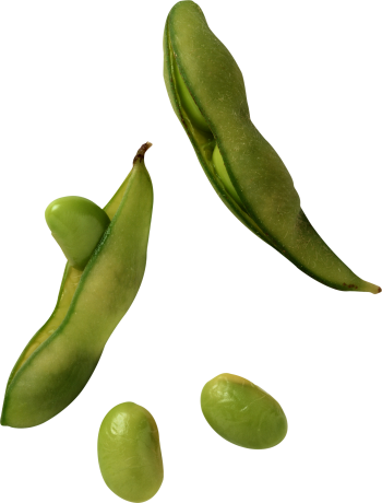 绿豆 - PNG派