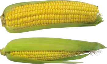 玉米 - PNG派