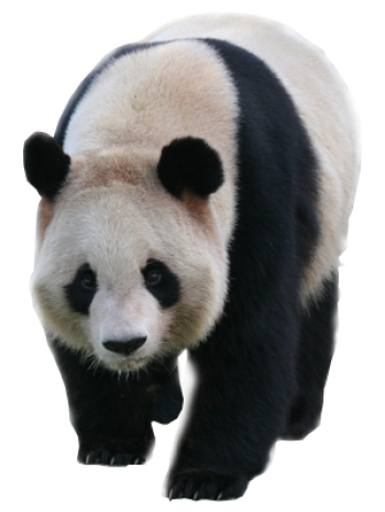 熊猫 - PNG派