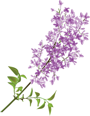 紫丁香 - PNG派