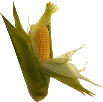 玉米 - PNG派
