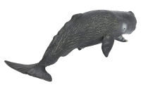 抹香鲸 - PNG派