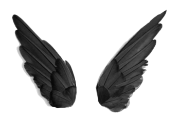 黑色翅膀 - PNG派