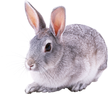 兔子 - PNG派