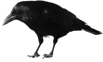 黑乌鸦 - PNG派