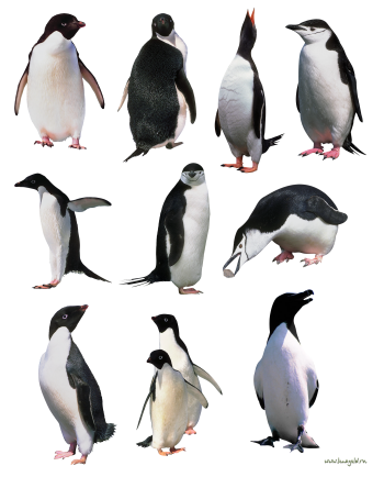 企鹅 - PNG派