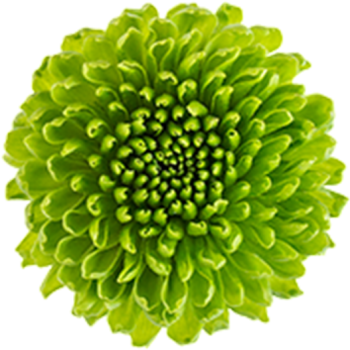 绿色菊花 - PNG派