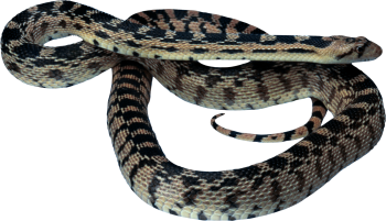 蛇 - PNG派