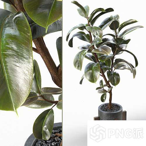 时尚绿植盆景3D模型 - PNG派