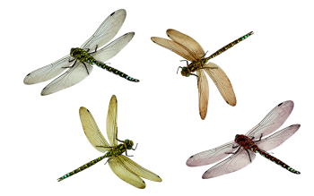 蜻蜓 - PNG派
