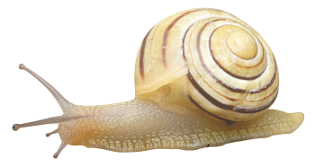 蜗牛 - PNG派