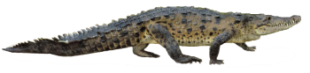 鳄鱼 - PNG派