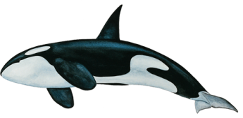 逆戟鲸 - PNG派