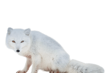 北极狐、白狐 - PNG派