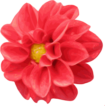 菊花、大丽花、红色鲜花 - PNG派