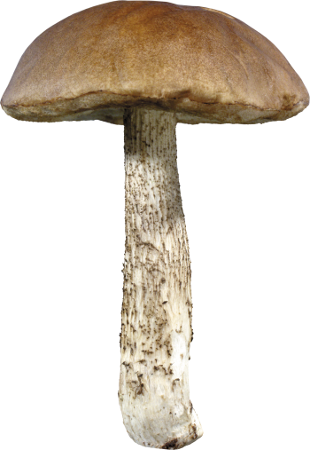蘑菇 - PNG派