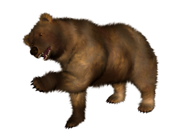 棕熊 - PNG派