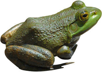 青蛙 - PNG派