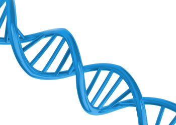 脱氧核糖核酸、DNA - PNG派