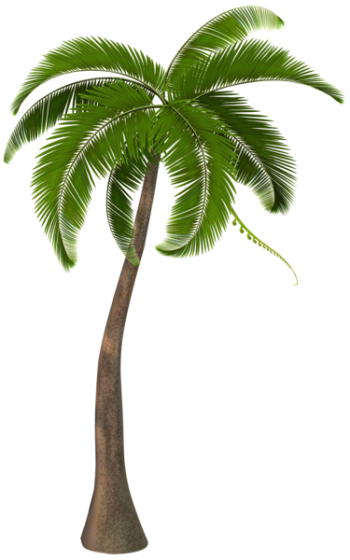 棕榈树 - PNG派
