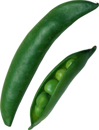 豌豆 - PNG派