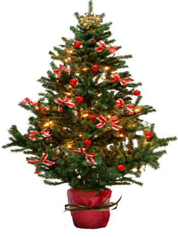 圣诞枞树 - PNG派
