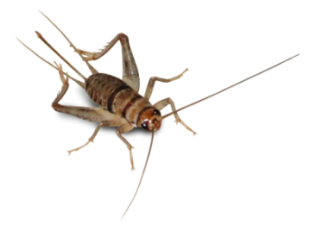 蟋蟀昆虫 - PNG派