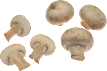 白蘑菇 - PNG派